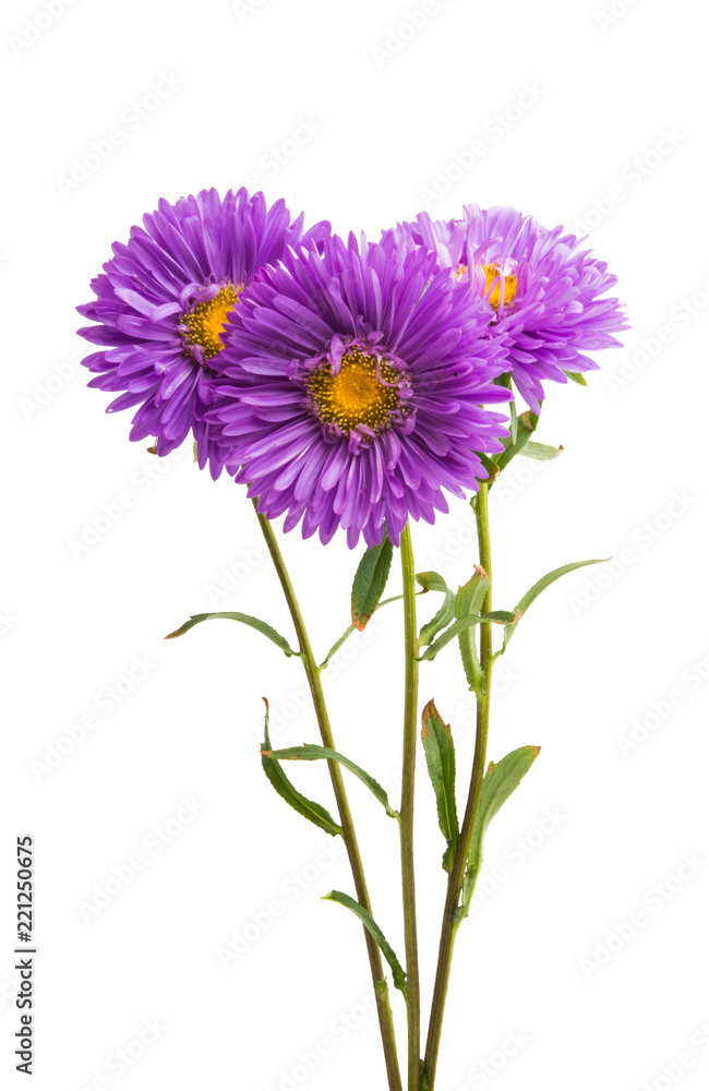 flower lilac asters isolated flower lilac asters isolated