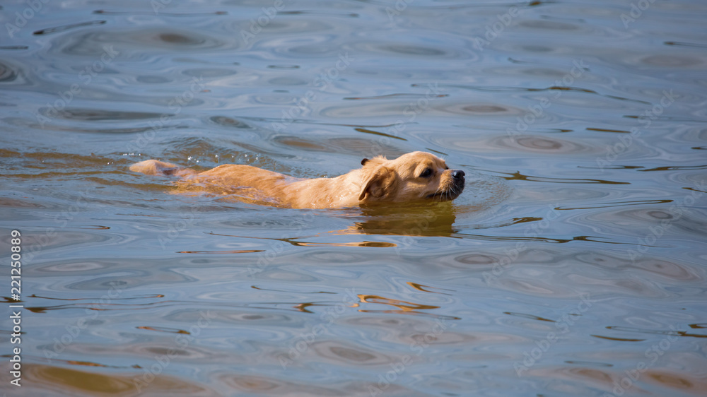 The dog is swimming on the water in the lake The dog is swimming on the water in the lake