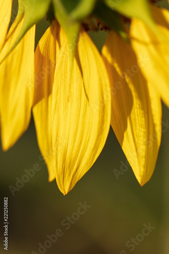 Yellow petals on a flower of a sunflower