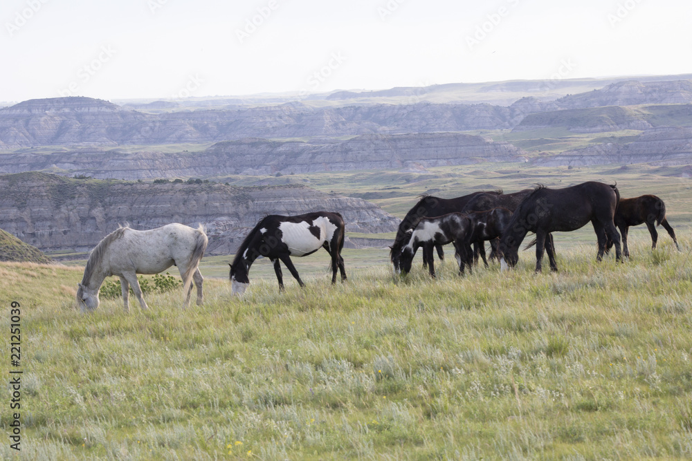 Wild Mustangs of North Dakota Wild Mustangs of North Dakota