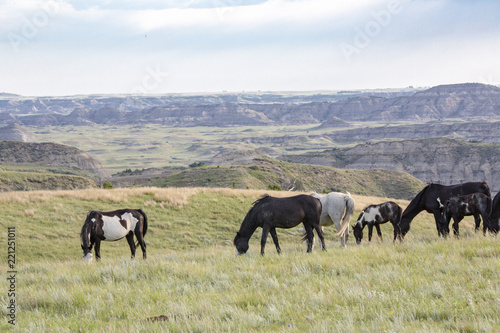 Wild Mustangs of North Dakota © Nicki