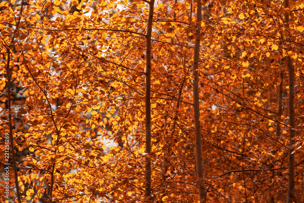 Red leaves on trees in the forest in autumn
