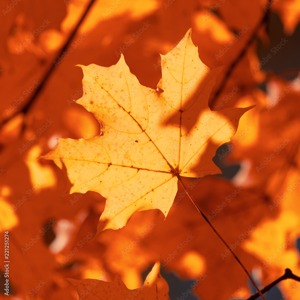 Leaves on a tree in autumn as a background