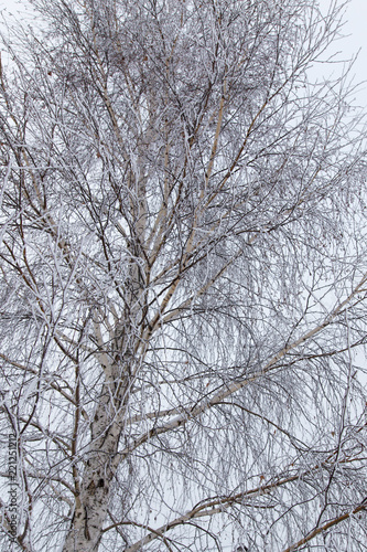 Snow on the branches of a tree