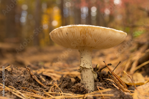 Inedible mushroom in the forest in autumn