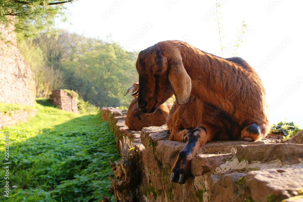 Fototapeta premium The family of mountain goats on the wall