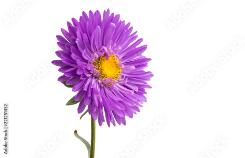 flower lilac asters isolated