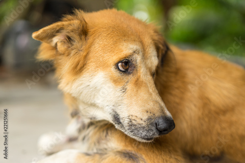 Dog face,Brown dog, Portrait Thai Dog