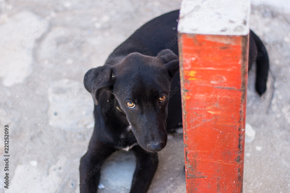 Stray dog looking up Stray dog looking up