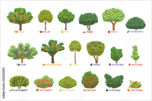 Photo Different garden berry shrubs sorts with names set, fruit trees and berry bushes