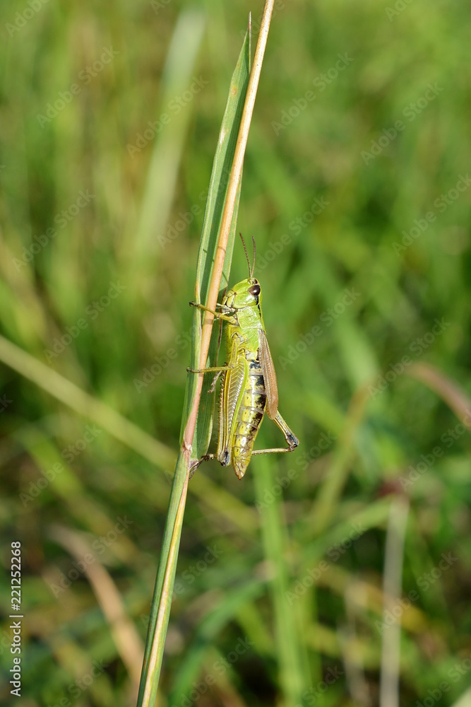 A green grasshopper sits on a blade of grass on a blurred green background A green grasshopper sits on a blade of grass on a blurred green background