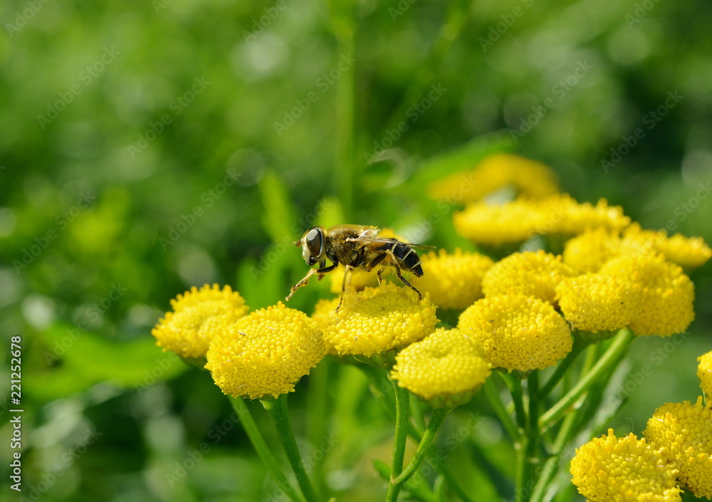 The fly sits on yellow tansy flowers close-up on a blurred green background The fly sits on yellow tansy flowers close-up on a blurred green background