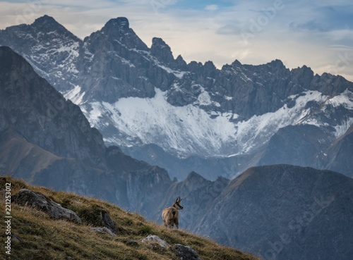 Gams in den Alpen © Fineblick