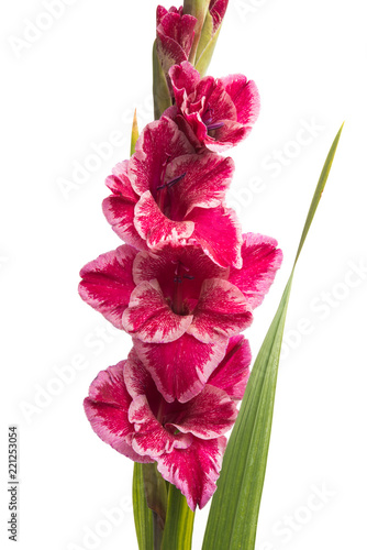 Fototapeta Naklejka Na Ścianę i Meble -  gladiolus flower isolated
