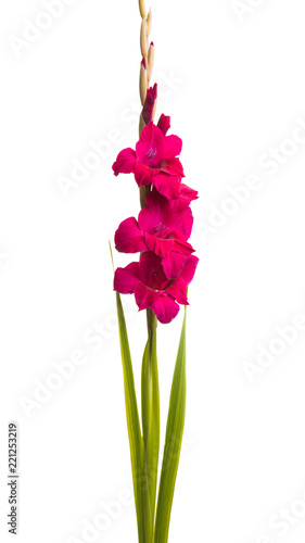 Fototapeta Naklejka Na Ścianę i Meble -  gladiolus flower isolated