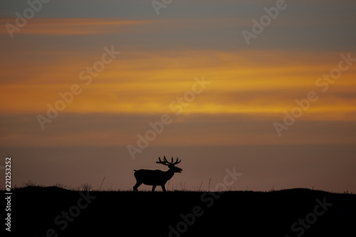 Bull Elk in the Morning Sunrise © Nicki