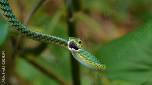 Parrot Snake (Leptophis ahaetulla) opens its mouth in a threat display. It is non-venomous so this behaviour is just a bluff. In the Ecuadorian Amazon. photo