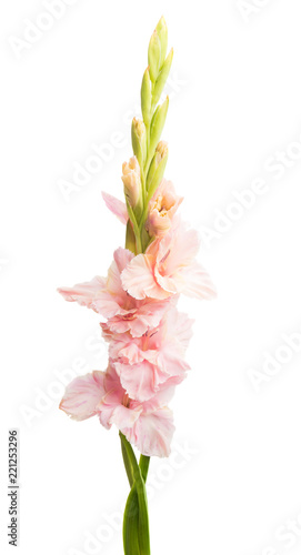 Fototapeta Naklejka Na Ścianę i Meble -  gladiolus flower isolated