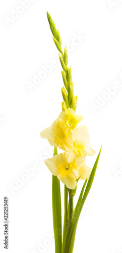 Fototapeta Naklejka Na Ścianę i Meble -  gladiolus flower isolated