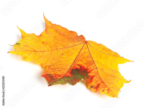 Multicolor autumn maple leaf on white background