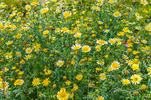 Field of yellow flowers