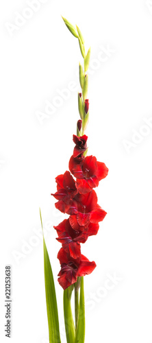 Fototapeta Naklejka Na Ścianę i Meble -  gladiolus flower isolated