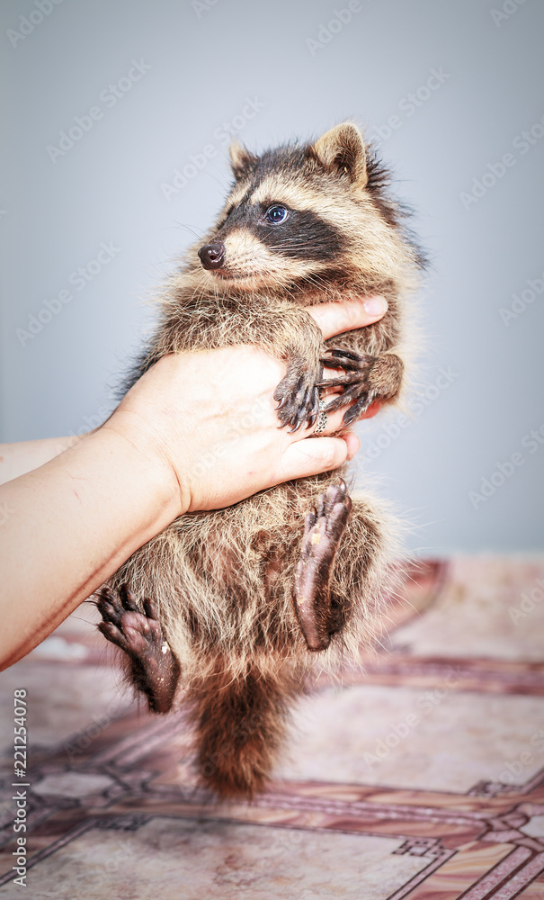 Funny little young raccoon in the woman hands