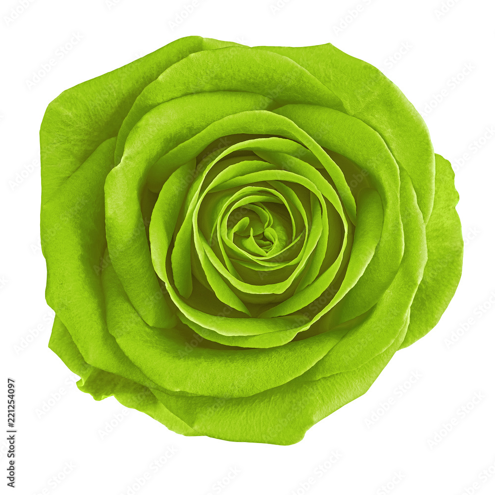 flower chartreuse (green) rose isolated on white background. Close-up.  Nature. Stock Photo | Adobe Stock