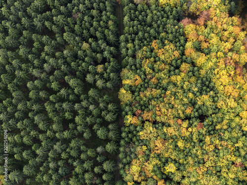 Aerial view green treetops turning color in autumn, Donaueschingen, Baden-Wuerttemberg, Germany photo