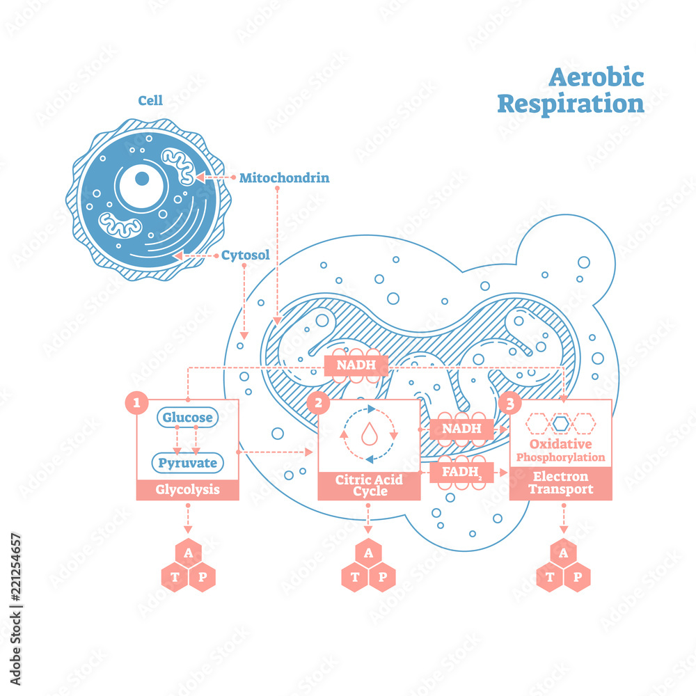 Aerobic Respiration bio anatomical vector illustration diagram, labeled ...