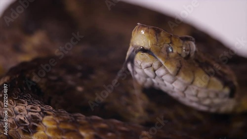 Slow motion of a venomous Fer de Lance (Bothrops atrox) viper protruding its tongue. In the Ecuadorian Amazon. photo