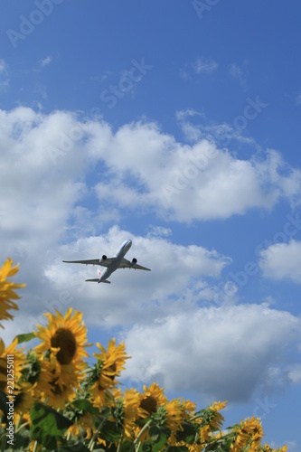 Fototapeta Naklejka Na Ścianę i Meble -  ヒマワリ