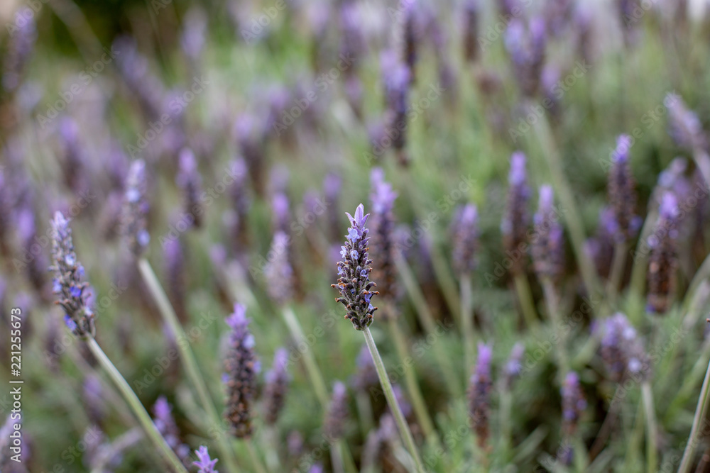 Obraz premium A purple lavender flower bush with a selective focus in Adelaide South Australia on 5th September 2018