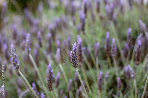 A purple lavender flower bush with a selective focus in Adelaide South Australia on 5th September 2018