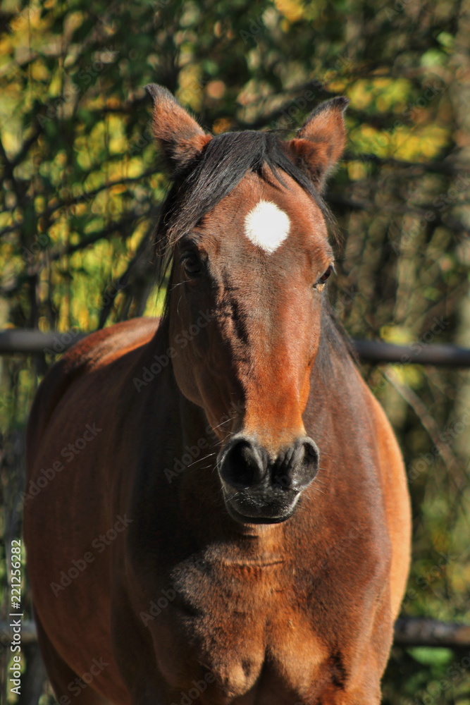Obraz premium Portrait of a brown horse