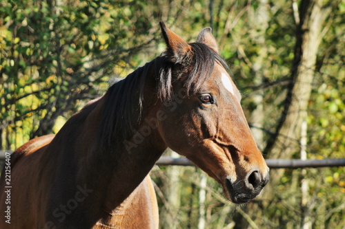 Portrait of a brown horse © Michaela