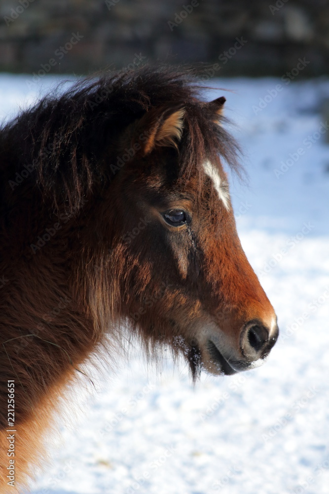 Shetland pony playing in the snow Shetland pony playing in the snow