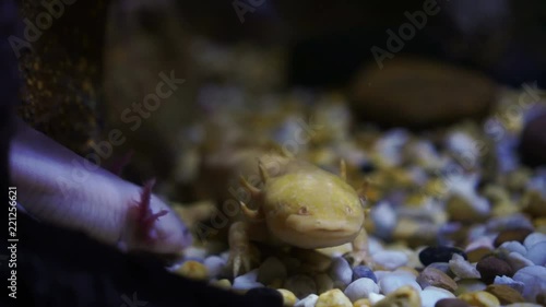 Water salamanders under water cute smiley lizard like amphibian animal photo