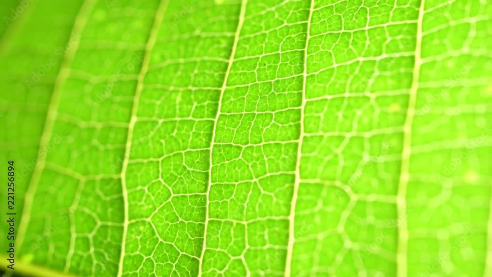 Macro shot of green leafs and plants been analyzed Macro shot of green leafs and plants been analyzed