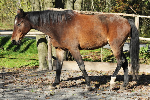 Brown horse mare © Michaela