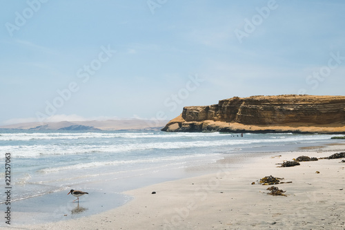 Peru, Paracas. Black and white seagull with red beak on white sand and against the sea