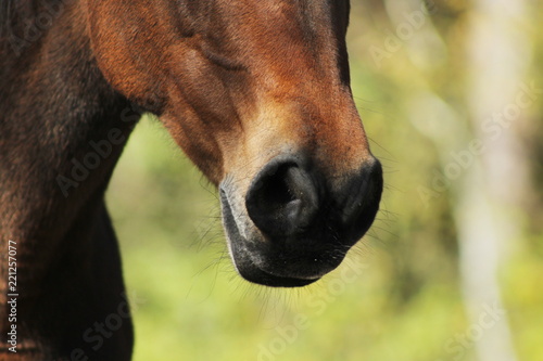Brown horse mare