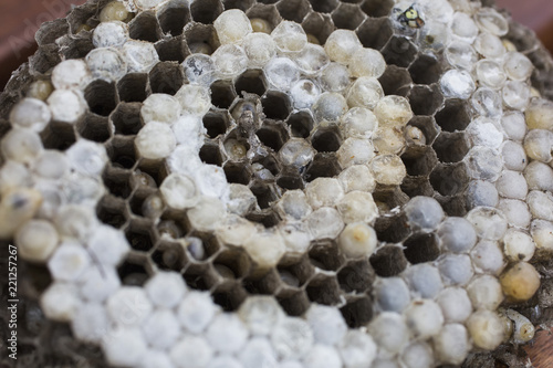 Close up of a wasp nest photo