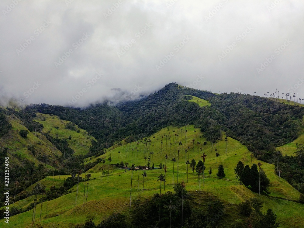 Vistas del Cocora