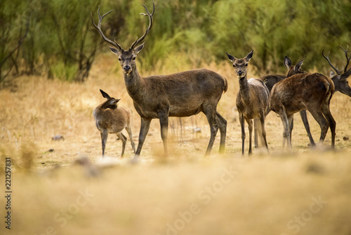 Deer (cervus elaphus) group, male, female, fawns