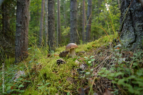 A beautiful mushroom boletus stands in moss among the trees