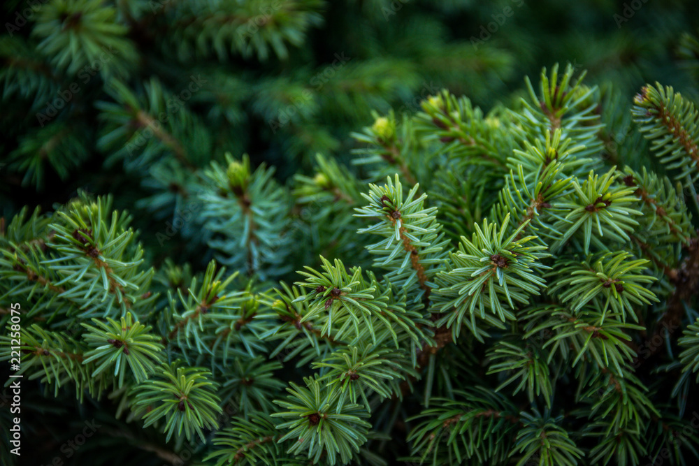 Fir-tree background. Young fir twigs. Fir branch with young needles Fir-tree background. Young fir twigs. Fir branch with young needles