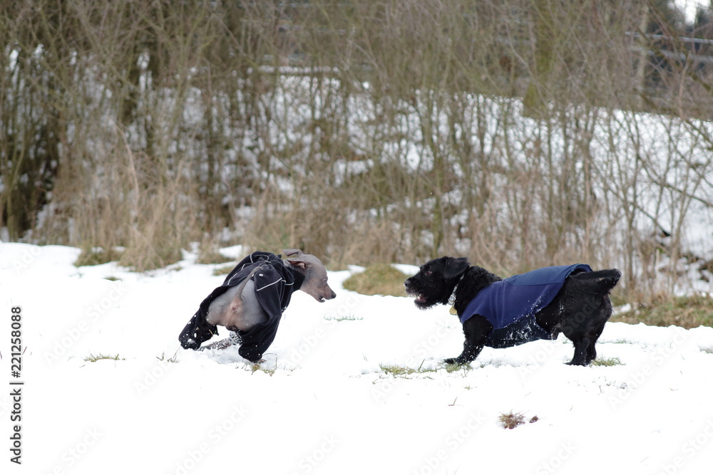 Dogs playing in the snow