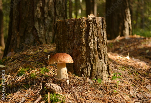 Mushroom boletus stands on a sunny forest edge next to an old stump