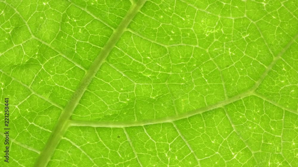 Macro shot of green leafs and plants been analyzed Macro shot of green leafs and plants been analyzed